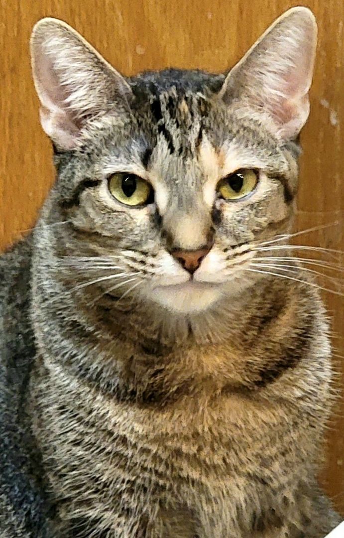 Cherry Ruby +pics, an adoptable Abyssinian, Torbie in Lyons, IL, 60534 | Photo Image 4