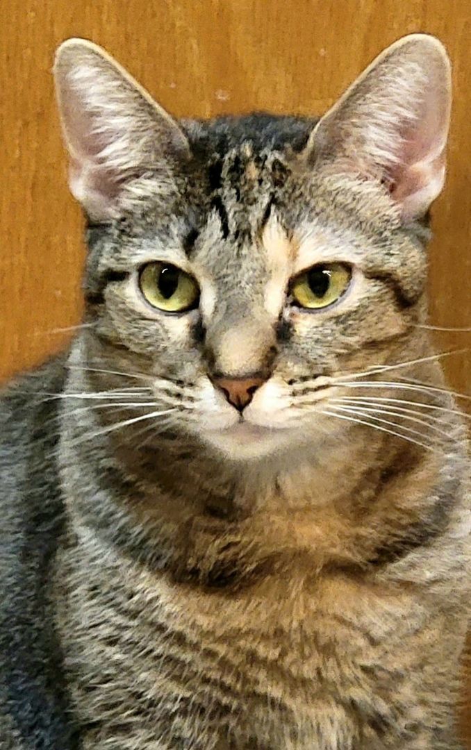Cherry Ruby +pics, an adoptable Abyssinian, Torbie in Lyons, IL, 60534 | Photo Image 5