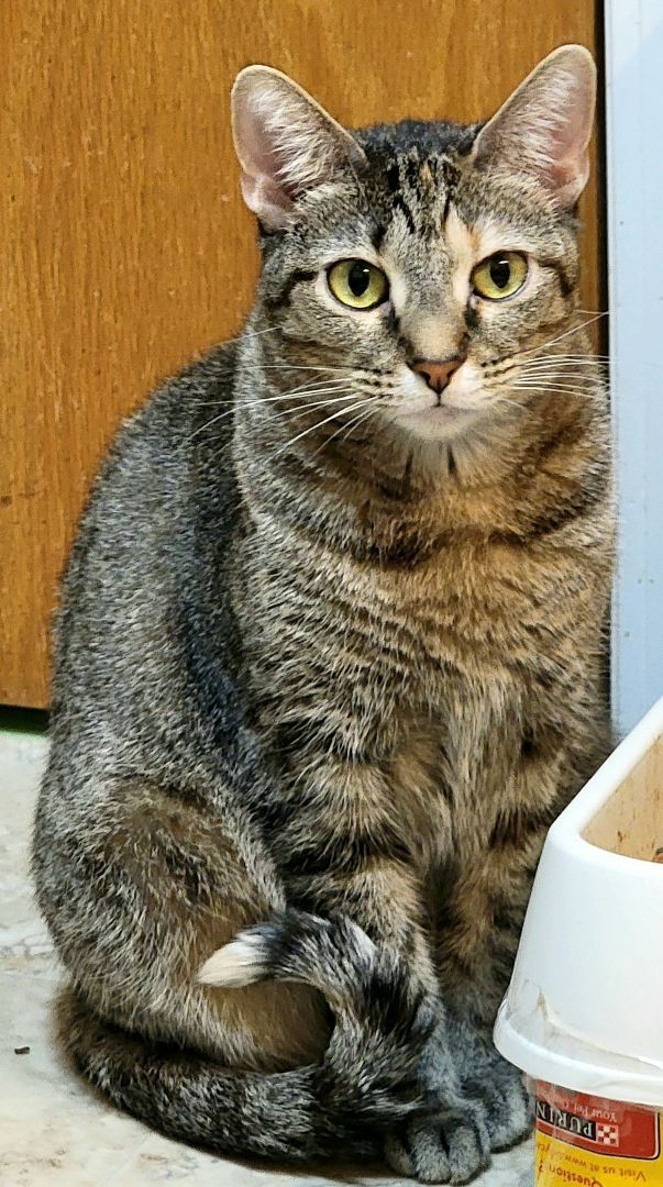Cherry Ruby +pics, an adoptable Abyssinian, Torbie in Lyons, IL, 60534 | Photo Image 6