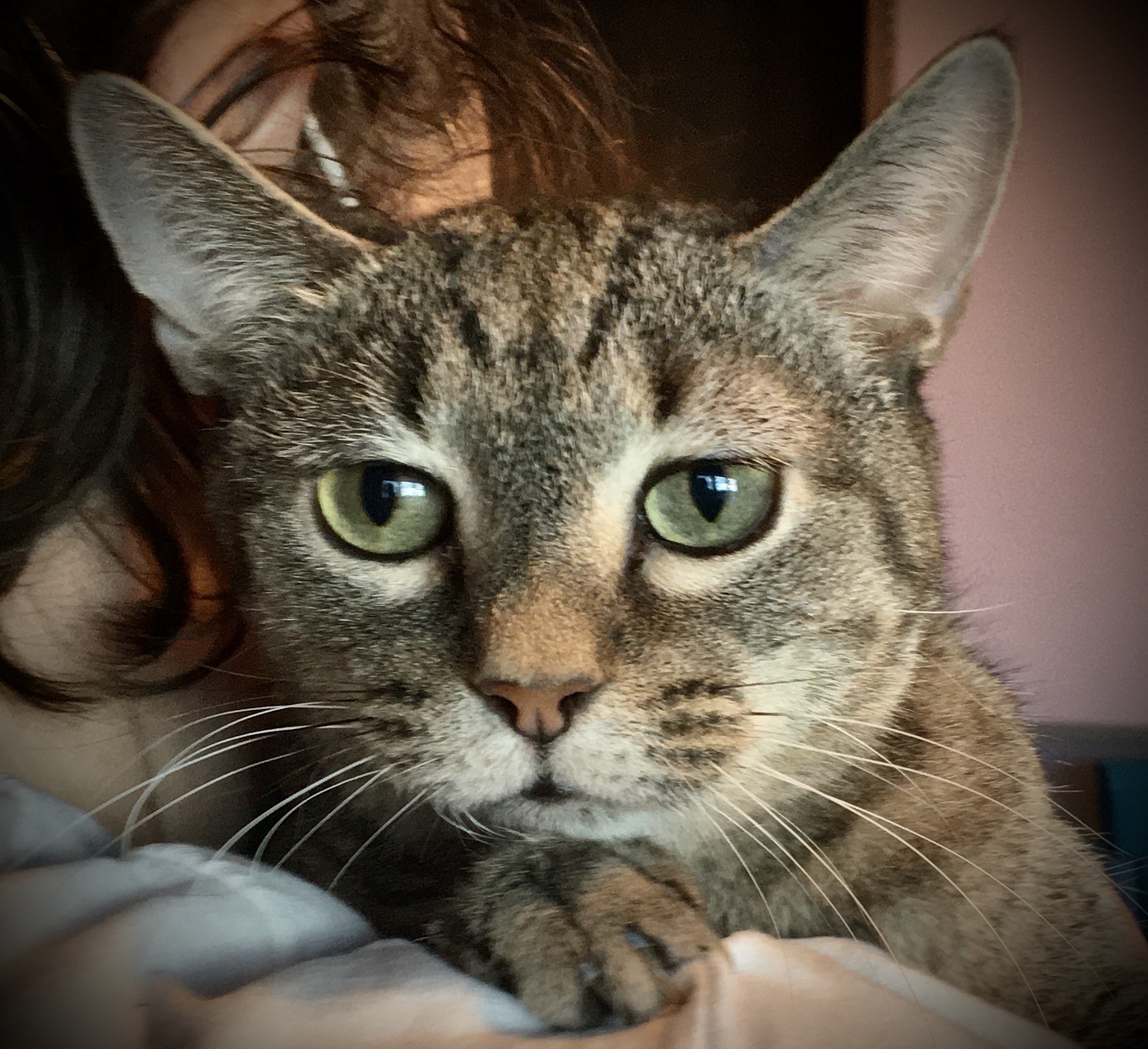 Breezy Tizzy, an adoptable Abyssinian, Bengal in Lyons, IL, 60534 | Photo Image 4