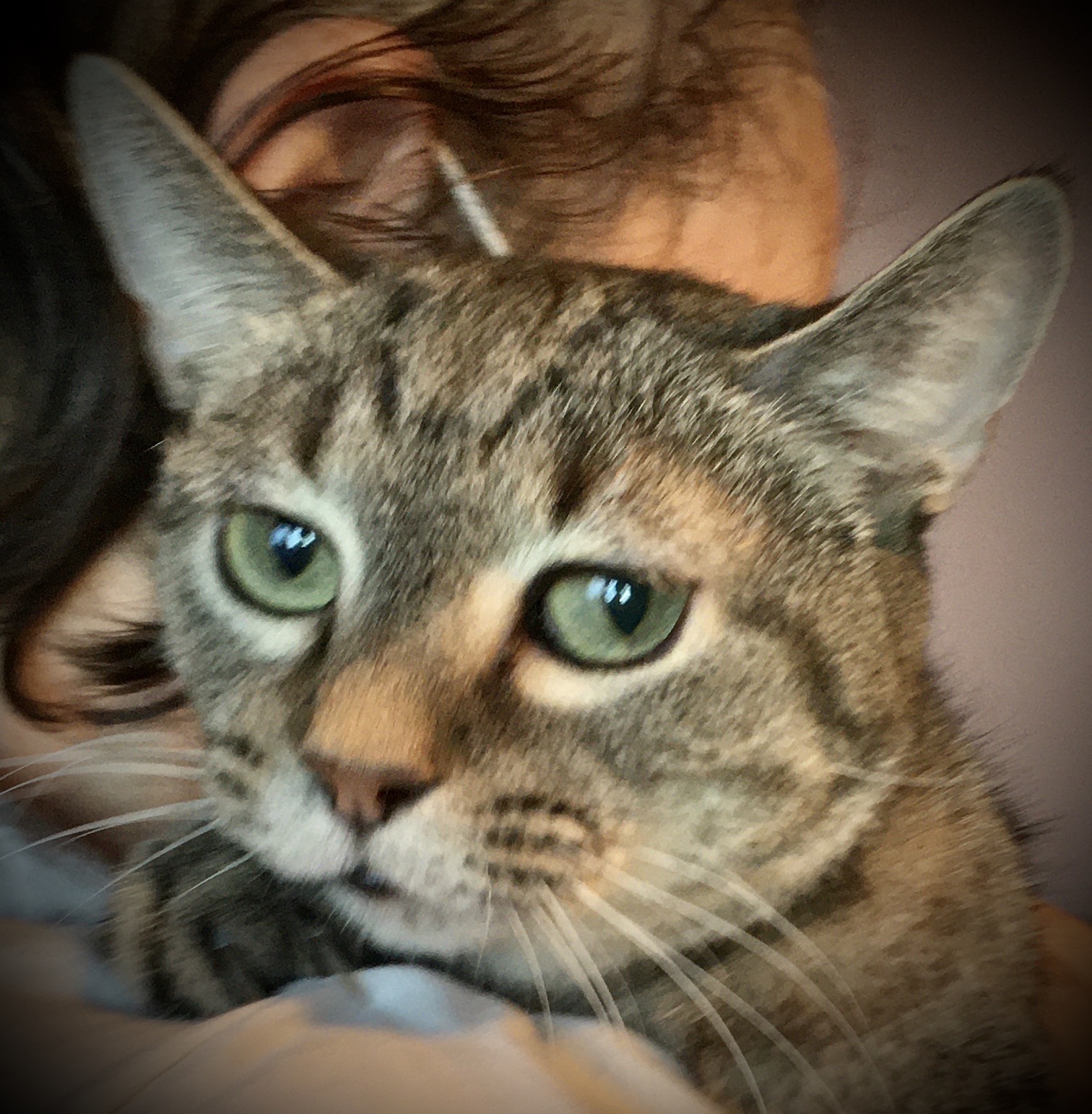  Breezy Tizzy +pics, an adoptable Abyssinian, Bengal in Lyons, IL, 60534 | Photo Image 1