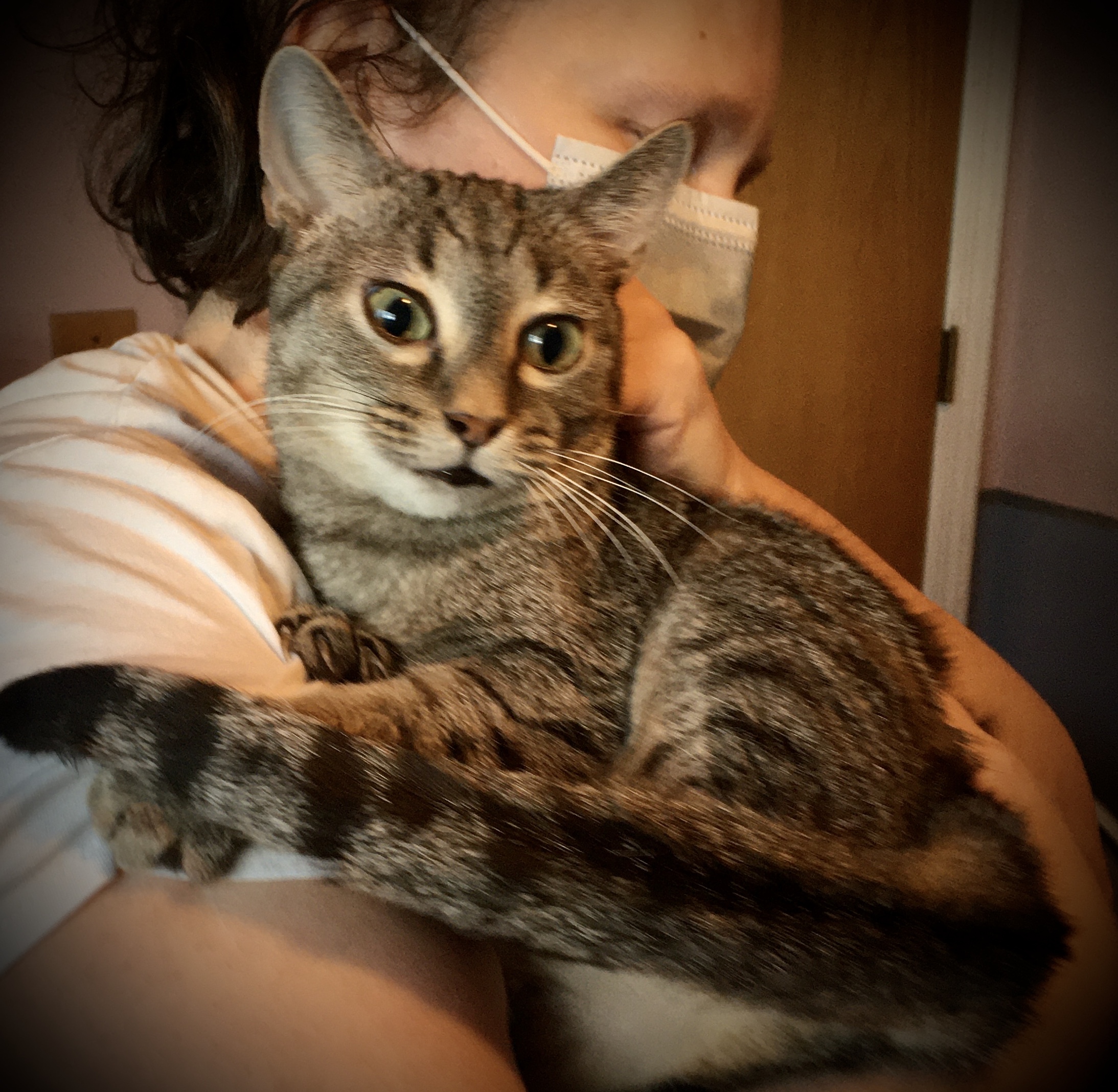  Breezy Tizzy +pics, an adoptable Abyssinian, Bengal in Lyons, IL, 60534 | Photo Image 3