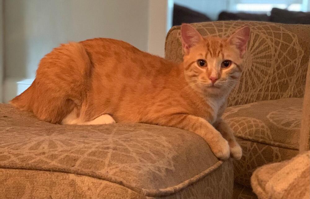 Boris, an adoptable Domestic Short Hair, American Shorthair in Ocala, FL, 34475 | Photo Image 3