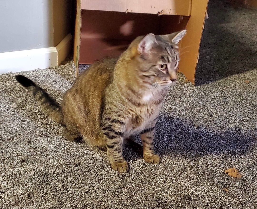 Cat for adoption Clove, a Domestic Short Hair & Tabby Mix in Crown