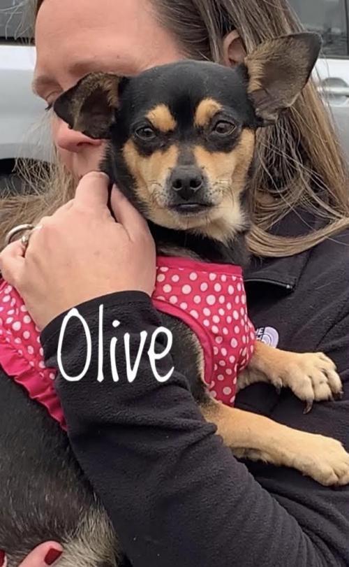 Olive, an adoptable Chihuahua Mix in Rockville, MD_image-1