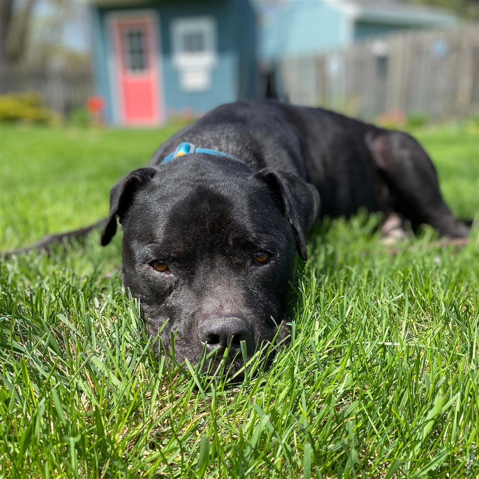 Rico Suave, an adoptable Pit Bull Terrier in Fargo, ND, 58103 | Photo Image 1
