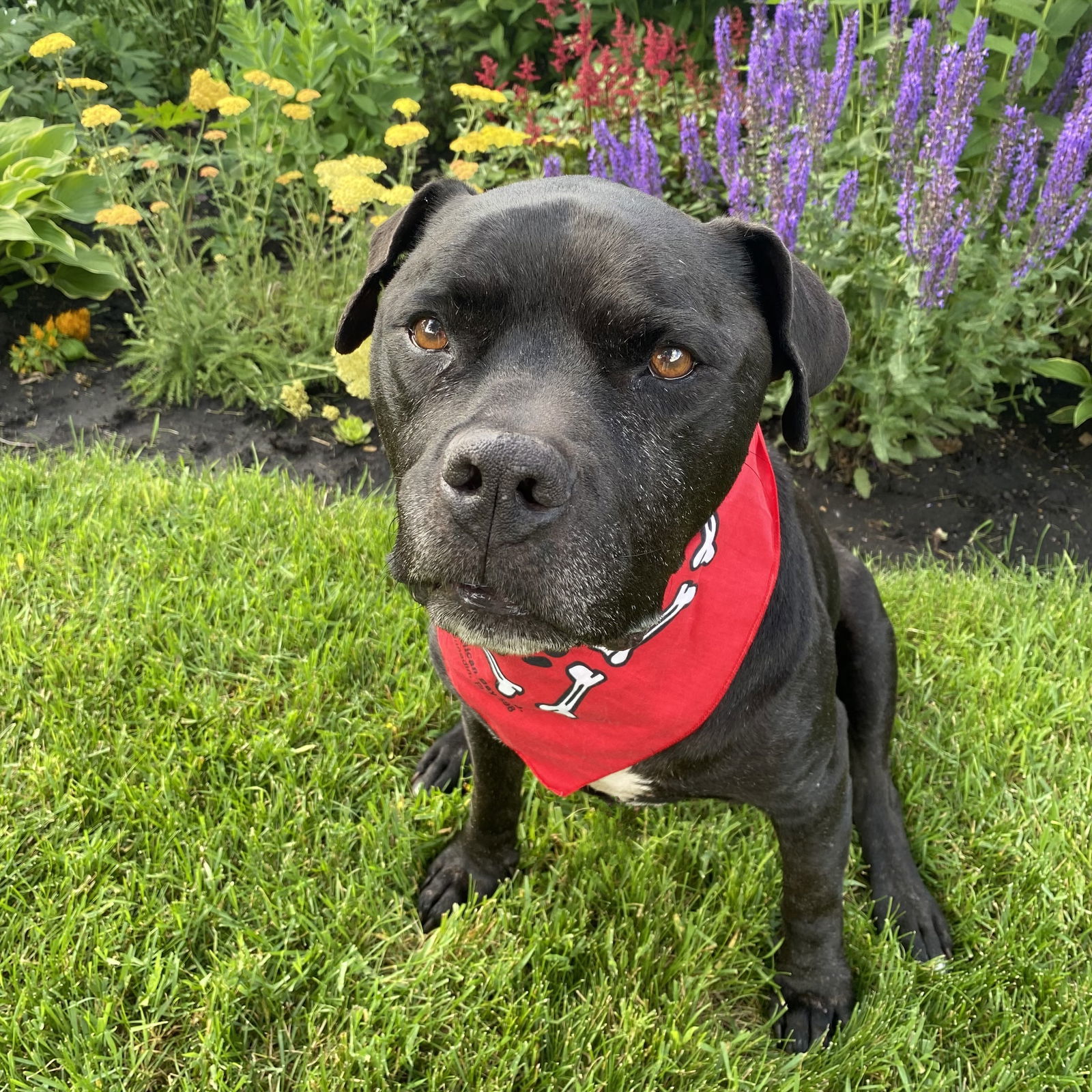 Rico Suave, an adoptable Pit Bull Terrier in Fargo, ND, 58103 | Photo Image 1