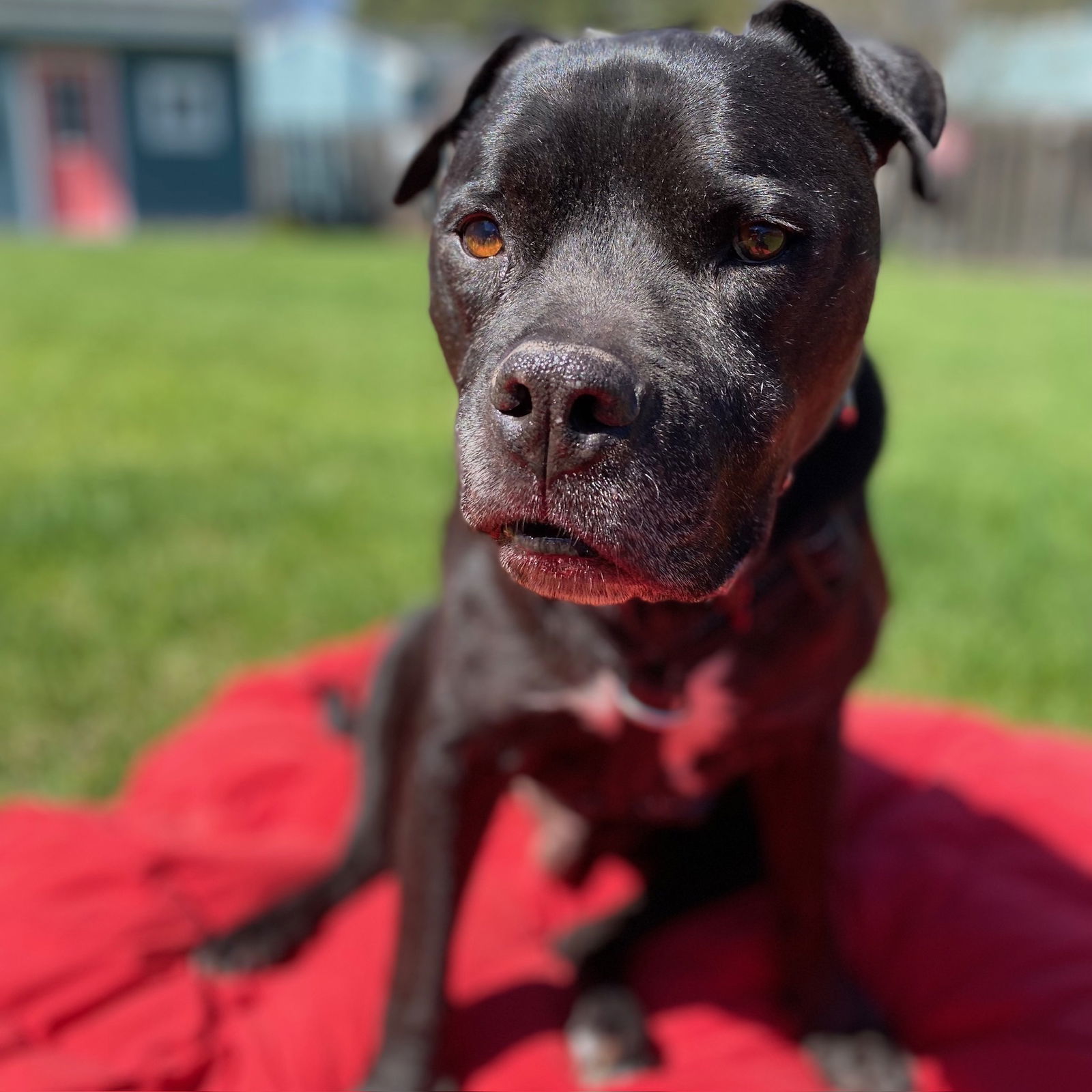 Rico Suave, an adoptable Pit Bull Terrier in Fargo, ND, 58103 | Photo Image 1