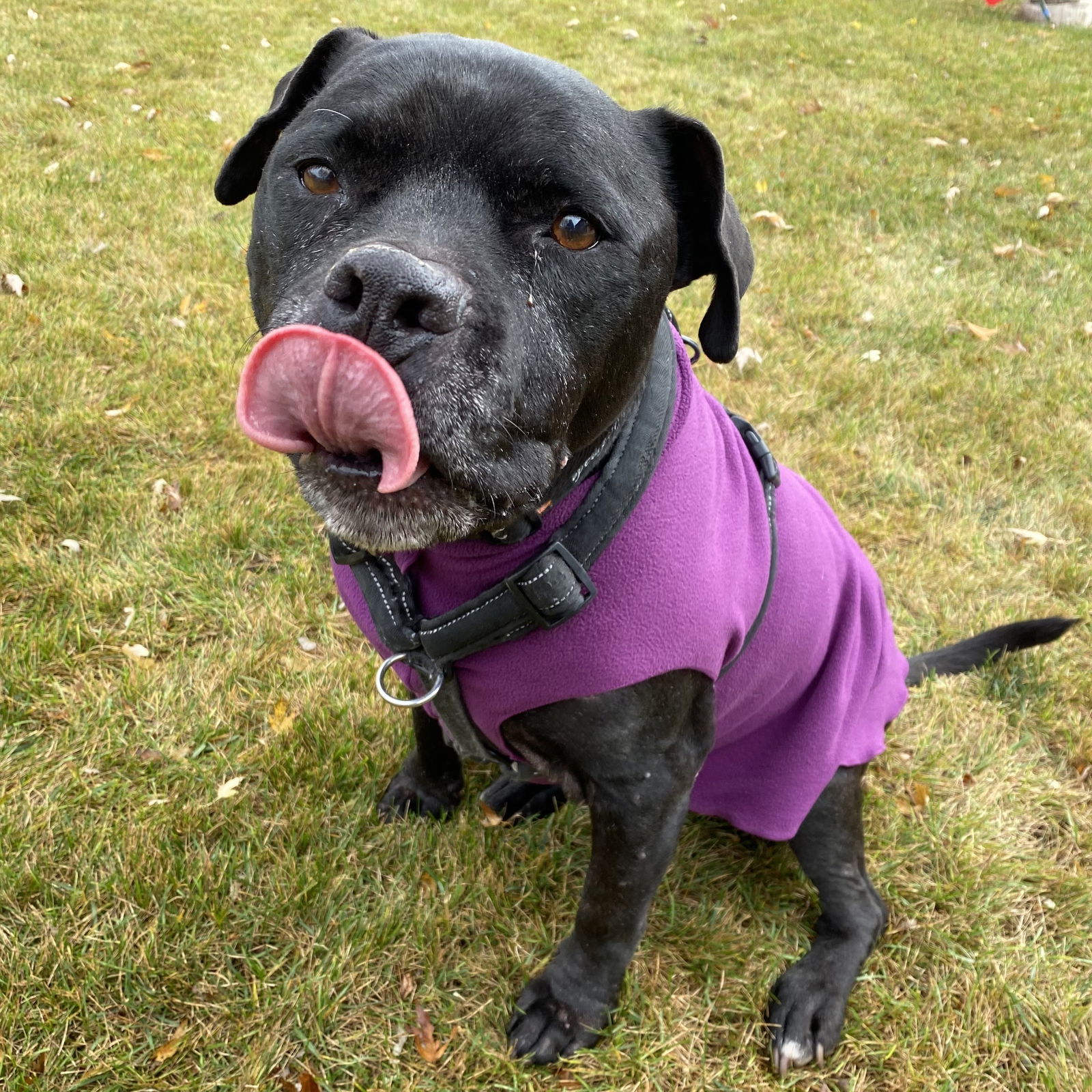 Rico Suave, an adoptable Pit Bull Terrier in Fargo, ND, 58103 | Photo Image 2