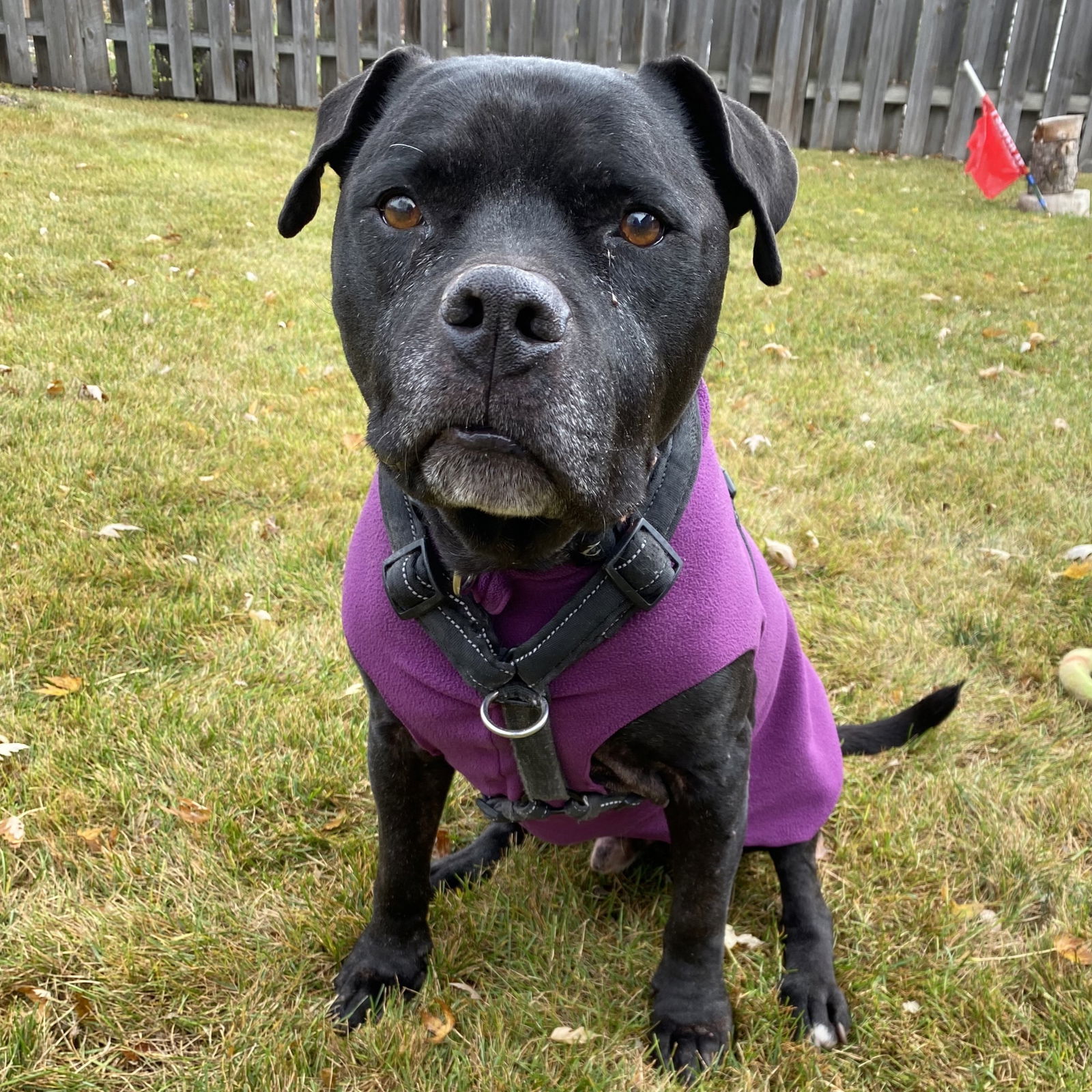 Rico Suave, an adoptable Pit Bull Terrier in Fargo, ND, 58103 | Photo Image 2