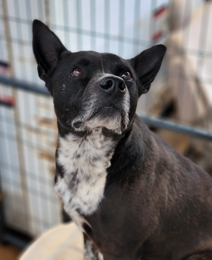 Bandit, an adoptable Cattle Dog, Terrier in Crosbyton, TX, 79322 | Photo Image 1