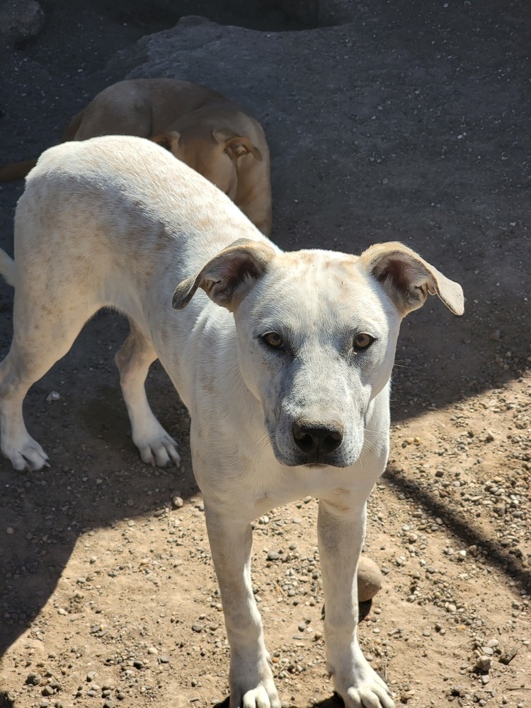 Ghost, an adoptable Anatolian Shepherd, Cattle Dog in Crosbyton, TX, 79322 | Photo Image 1