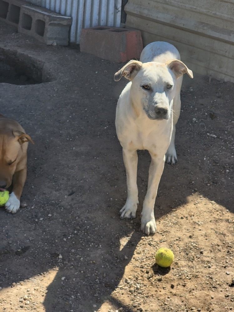 Ghost, an adoptable Anatolian Shepherd, Cattle Dog in Crosbyton, TX, 79322 | Photo Image 2