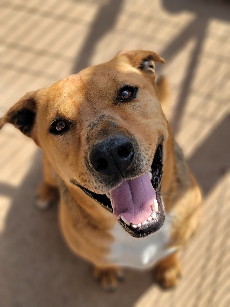 Charlie, an adoptable Labrador Retriever, Pit Bull Terrier in Crosbyton, TX, 79322 | Photo Image 1