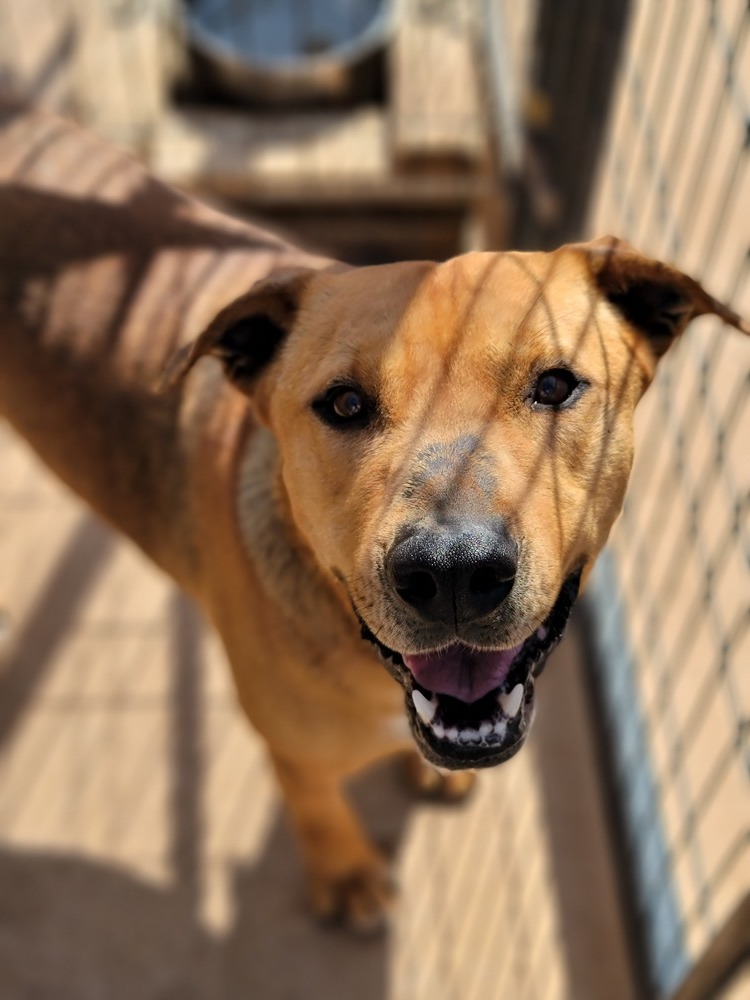 Charlie, an adoptable Labrador Retriever, Pit Bull Terrier in Crosbyton, TX, 79322 | Photo Image 2