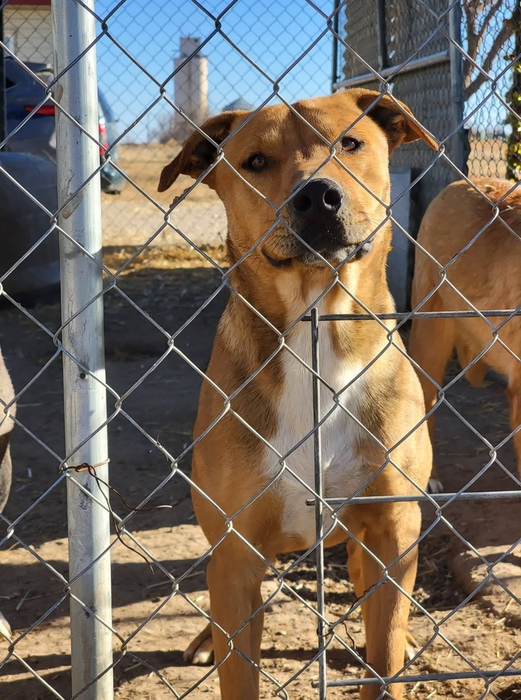 Charlie, an adoptable Labrador Retriever, Pit Bull Terrier in Crosbyton, TX, 79322 | Photo Image 3