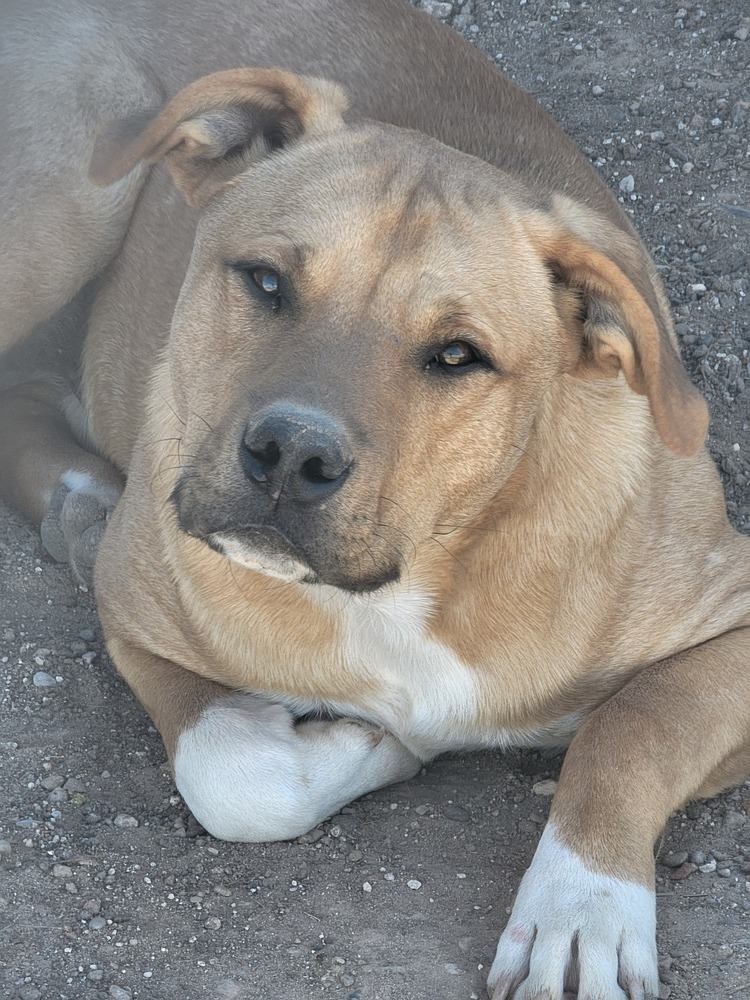 Axel, an adoptable Anatolian Shepherd, Pit Bull Terrier in Crosbyton, TX, 79322 | Photo Image 1