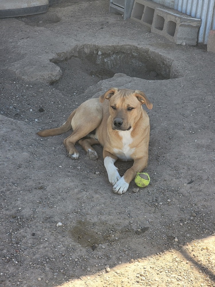 Axel, an adoptable Anatolian Shepherd, Pit Bull Terrier in Crosbyton, TX, 79322 | Photo Image 2