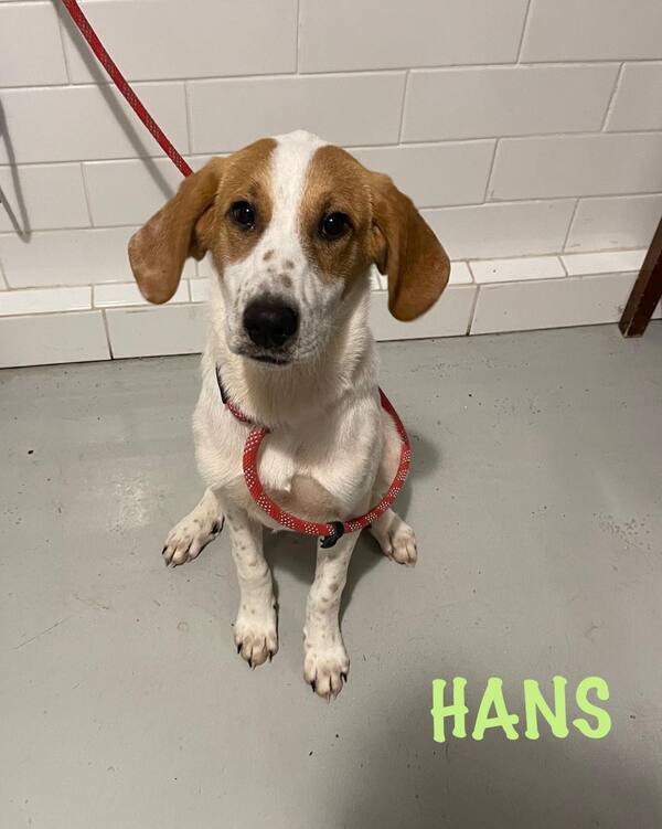 Hans