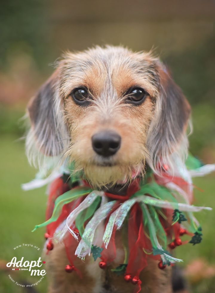 Tori, an adopted Dachshund & Terrier Mix in Kingwood, TX_image-1