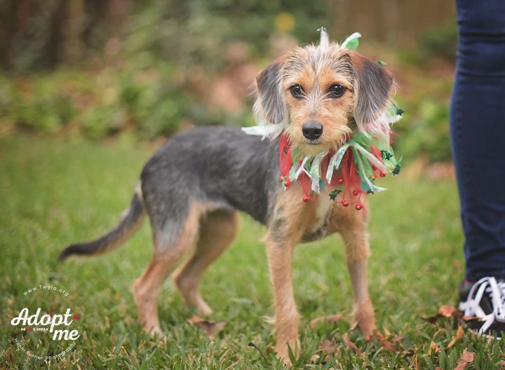 Tori, an adopted Dachshund & Terrier Mix in Kingwood, TX_image-3