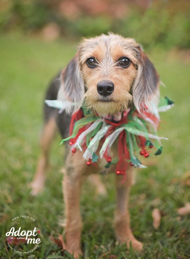 Tori, an adopted Dachshund & Terrier Mix in Kingwood, TX_image-6