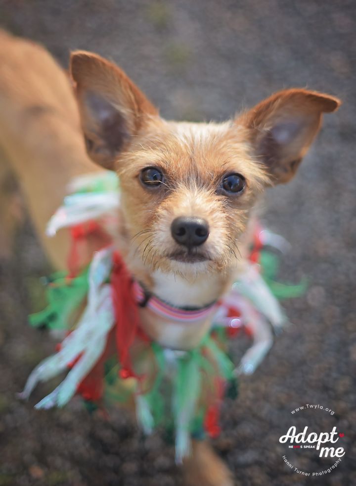 Tater, an adopted Norfolk Terrier & Chihuahua Mix in Kingwood, TX_image-2