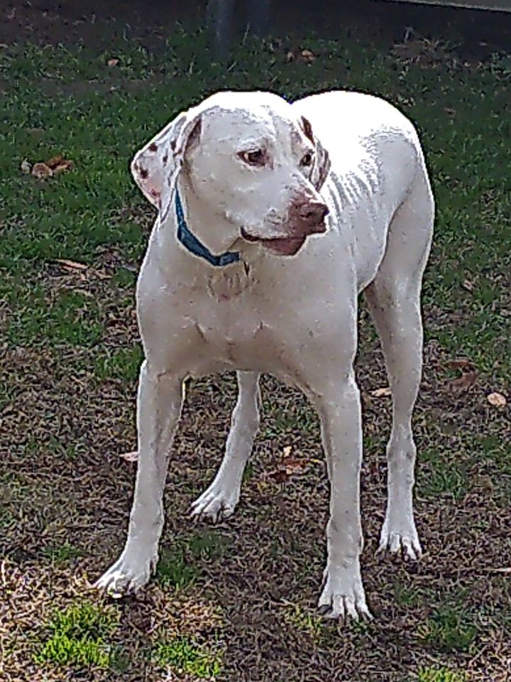 Trudy, an adopted English Pointer & English Setter Mix in Hampton, VA_image-3