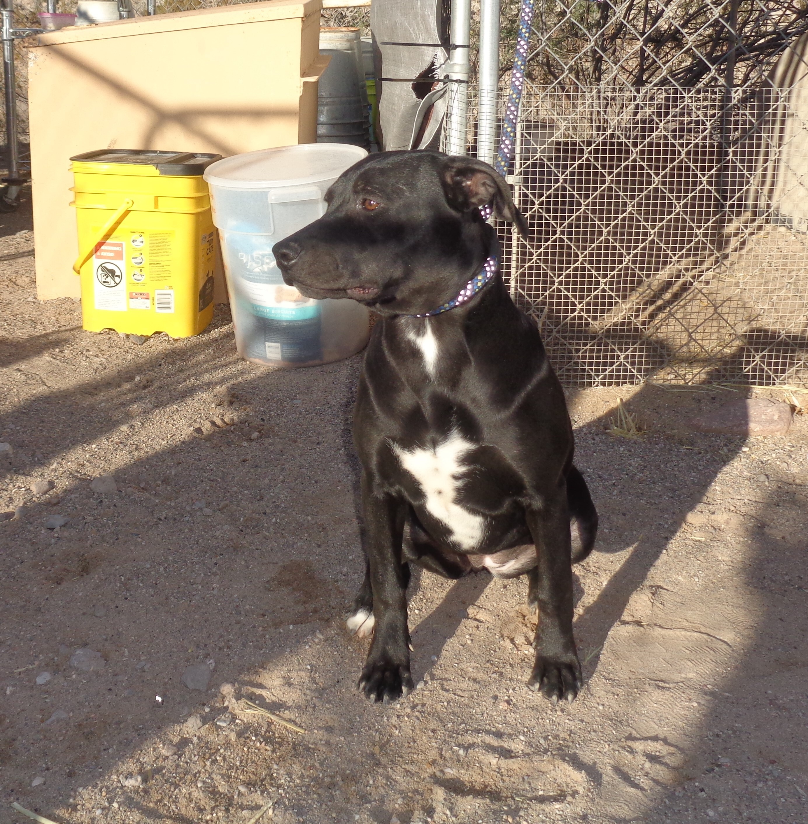 Melanie Laurent, an adoptable American Bulldog, Hound in Golden Valley, AZ, 86413 | Photo Image 3