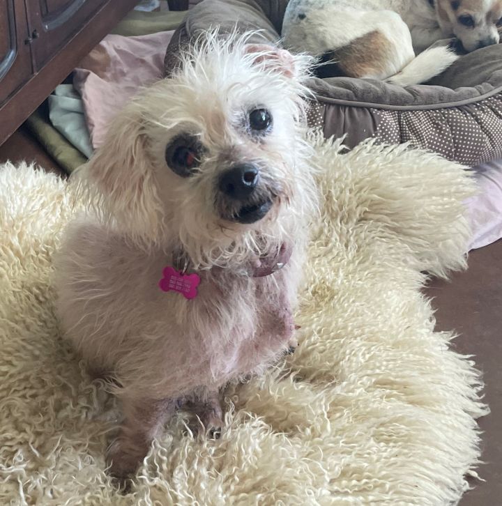 Maltipoo mixed with store chihuahua