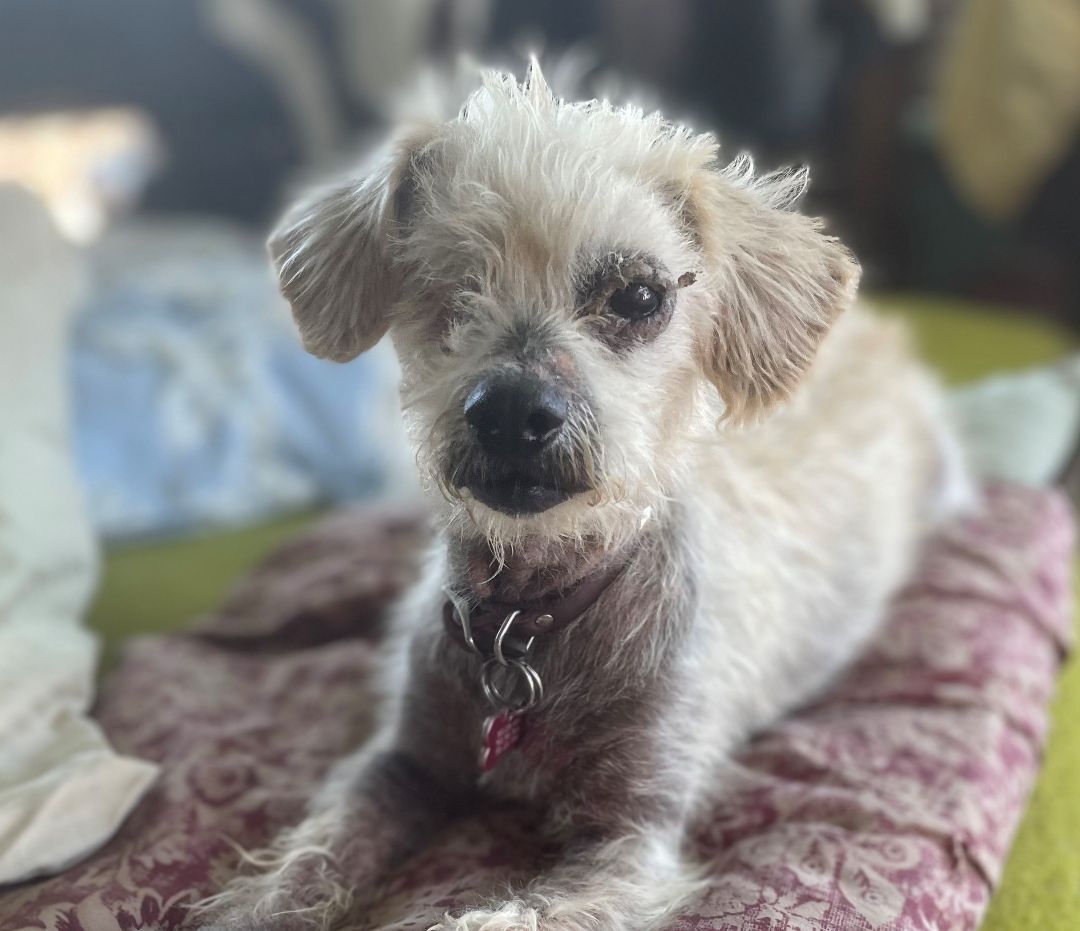 Ellie, an adoptable Maltipoo in Creston, CA, 93432 | Photo Image 4