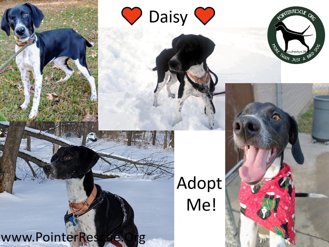Daisy (NY), an adoptable English Pointer in Bridgeton, NJ, 08332 | Photo Image 2