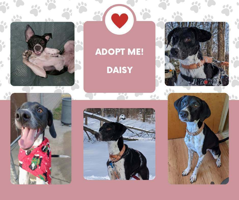 Daisy (NY), an adoptable English Pointer in Bridgeton, NJ, 08332 | Photo Image 1