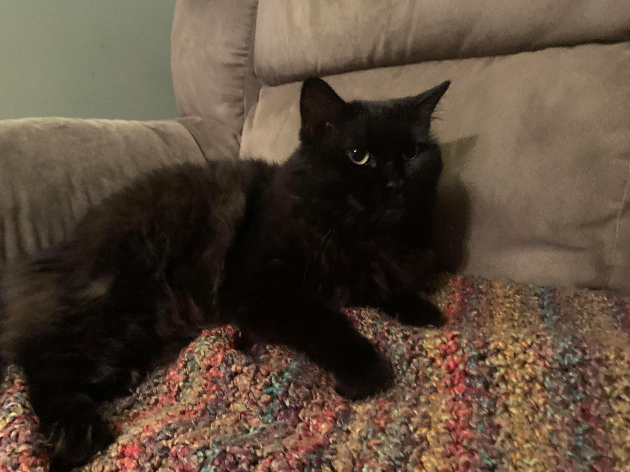 Lovebug & Fang- BONDED PAIR, an adoptable Domestic Long Hair in Woodstock, CT, 06281 | Photo Image 2