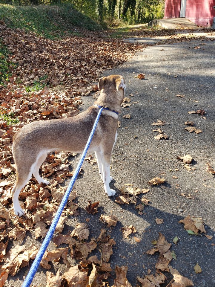 Belle, an adoptable Siberian Husky Mix in Milledgeville, GA_image-2