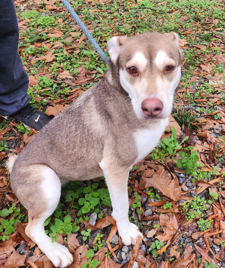 Belle, an adoptable Siberian Husky Mix in Milledgeville, GA_image-3