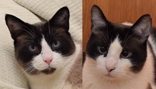 ZEB and ZEKE (Sweet & Loveable Bonded Snowshoe pair)