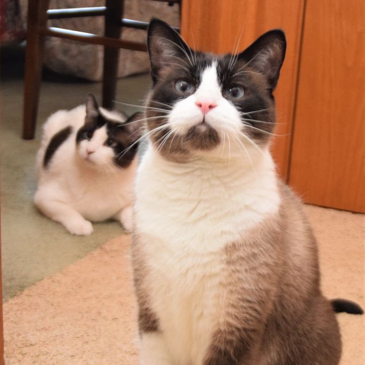 Cat for adoption ZEB and ZEKE (Sweet & Loveable Bonded Snowshoe pair