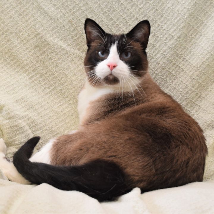 ZEB and ZEKE (Sweet & Loveable Bonded Snowshoe pair) 3