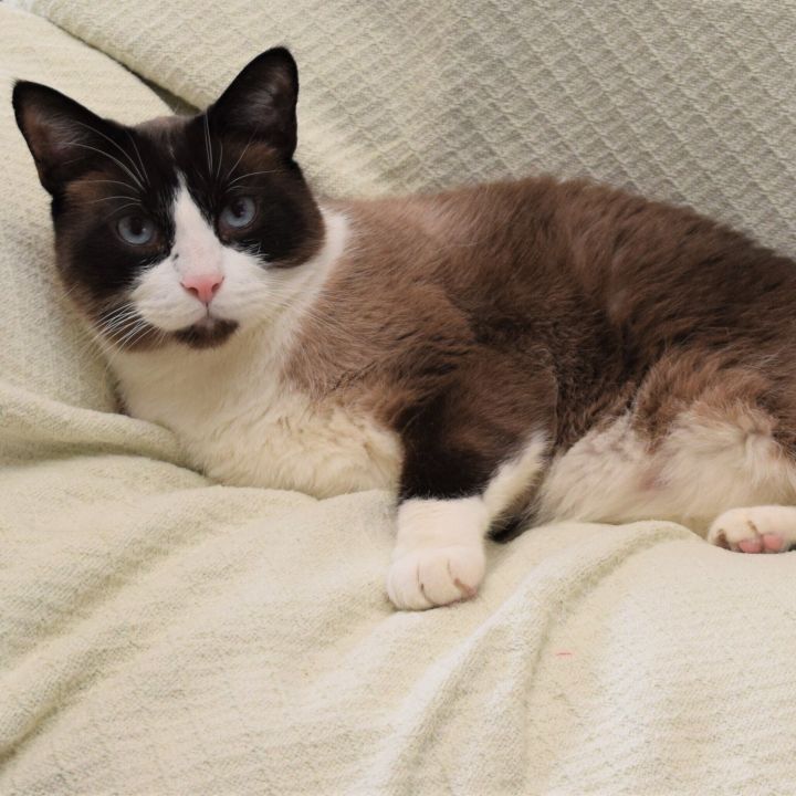 ZEB and ZEKE (Sweet & Loveable Bonded Snowshoe pair) 4