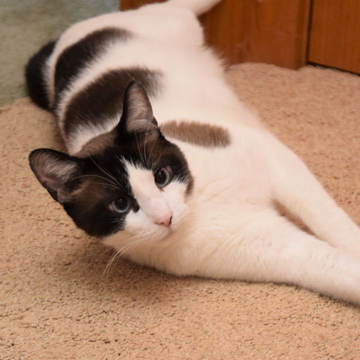 ZEB and ZEKE (Sweet & Loveable Bonded Snowshoe pair) 5