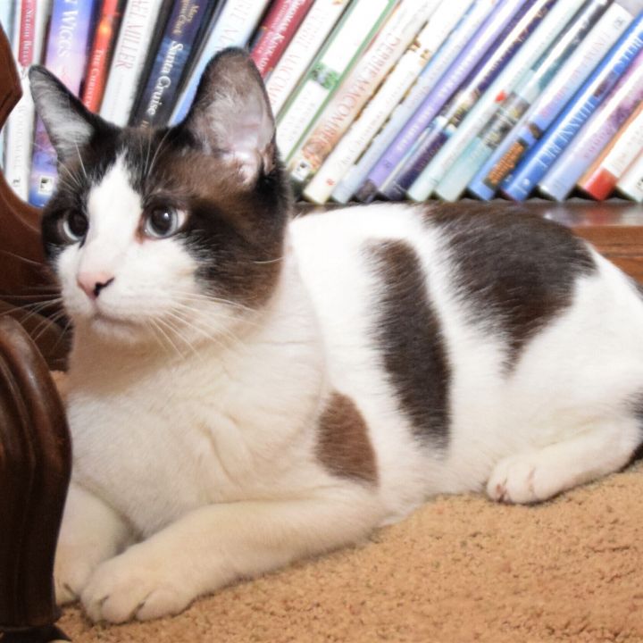 ZEB and ZEKE (Sweet & Loveable Bonded Snowshoe pair) 6