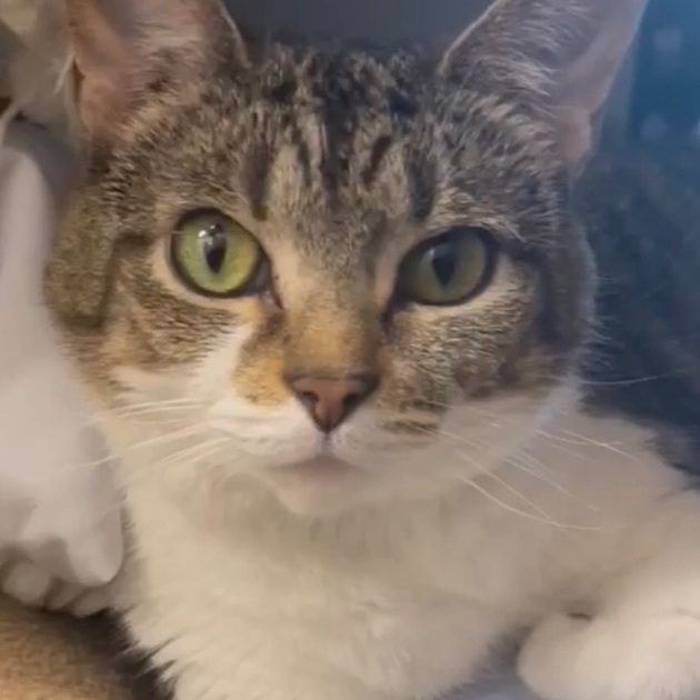Biscuit, an adoptable Domestic Short Hair in Hopkinsville, KY, 42240 | Photo Image 4