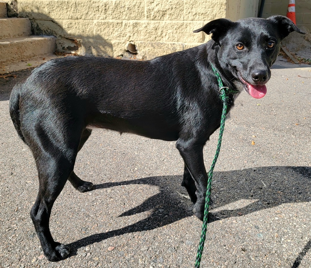 Dinky (inky), an adoptable Labrador Retriever in Castle Rock, CO, 80104 | Photo Image 1