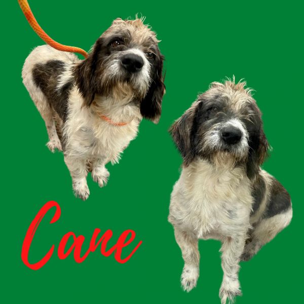 Cane