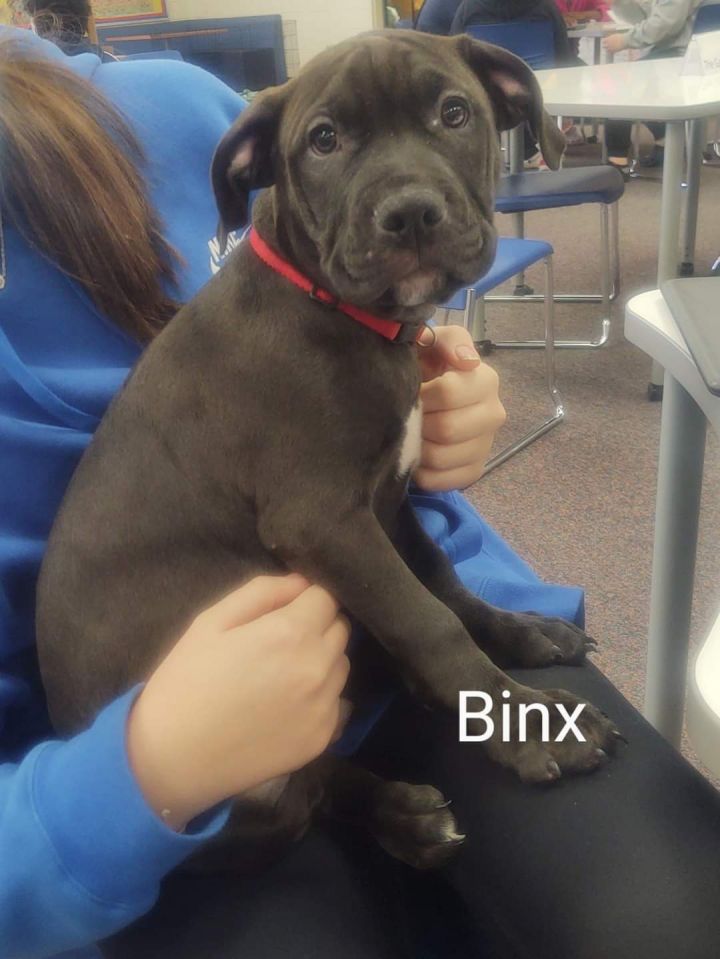 Binx, an adoptable Mixed Breed in Greenville, NC_image-1