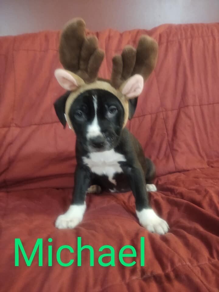 Michael, an adopted Mixed Breed in Greenville, NC_image-2