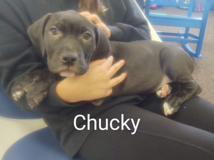 Chucky, an adoptable Mixed Breed in Greenville, NC_image-1