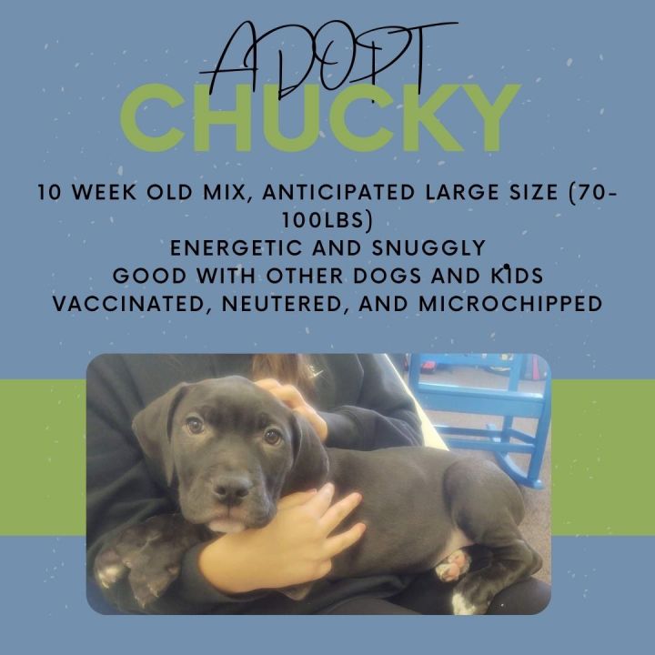 Chucky, an adoptable Mixed Breed in Greenville, NC_image-3