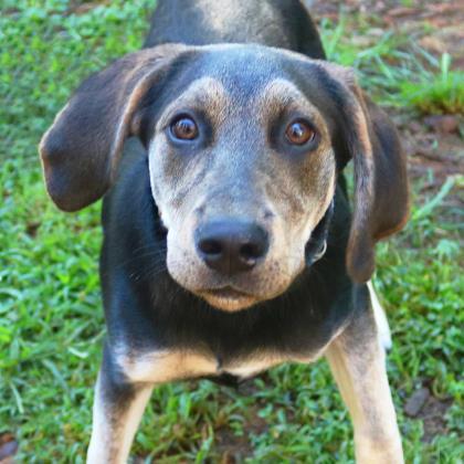 Tasha Jefferson, an adoptable Coonhound Mix in Gainesville, GA_image-2